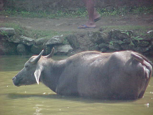 Buffalo bathing (Nepal, The Travel Addicts)