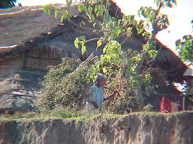 Load of elephant grass (Nepal, The Travel Addicts)