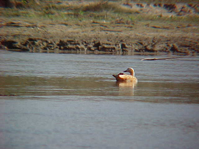 Duck (Nepal, The Travel Addicts)