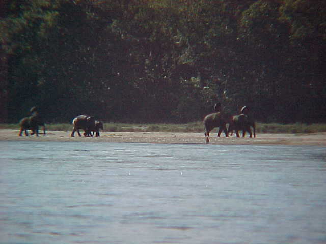 Elephants gathering grass (Nepal, The Travel Addicts)