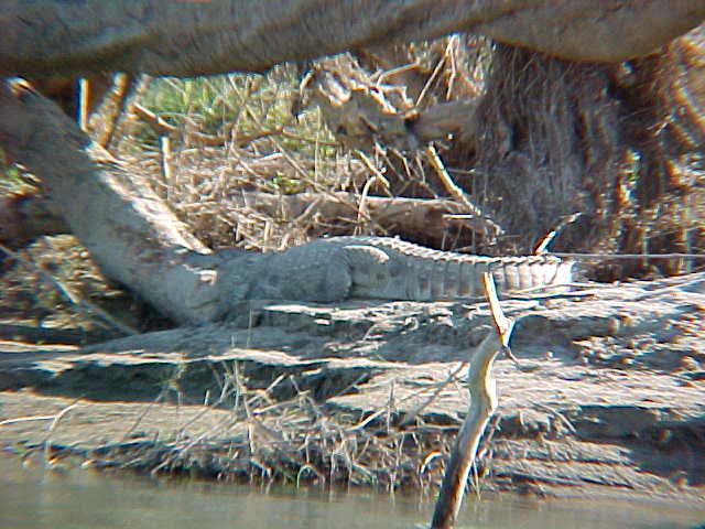 Marsh mugger croc (Nepal, The Travel Addicts)