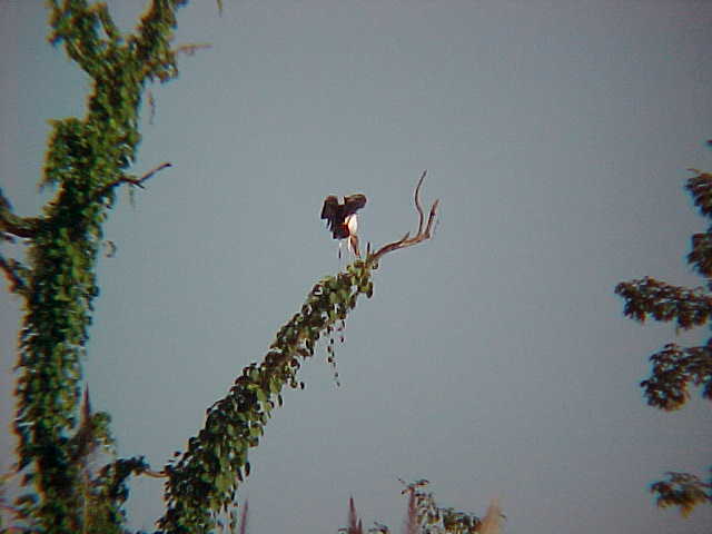 Cranes : We named this one Jen... (Nepal, The Travel Addicts)