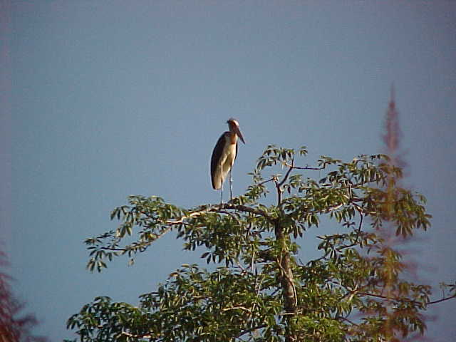 Cranes : ...and this one Dave (Nepal, The Travel Addicts)