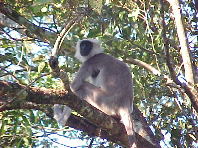 Languar monkey (Nepal, The Travel Addicts)