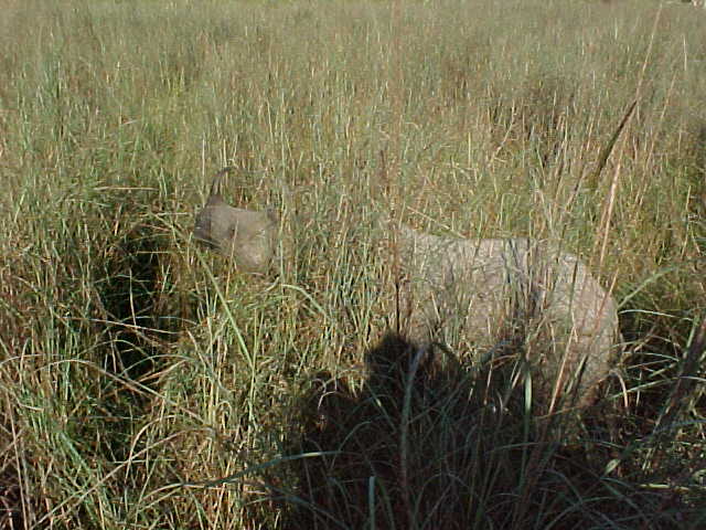 Sorry that there are no clear photos - the picture taking was hampered by the 11 other Elephants (Nepal, The Travel Addicts)