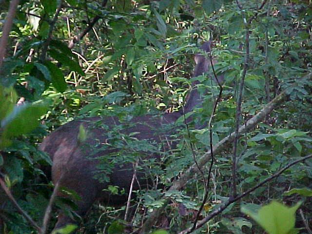 Samba Deer : We actually saw 2 (but again - the picture taking was hampered by the mobs of elephants)- the other had 2 sets (that's 4) of antlers - at about 4 points each - does that make it a 16 point buck? (Nepal, The Travel Addicts)