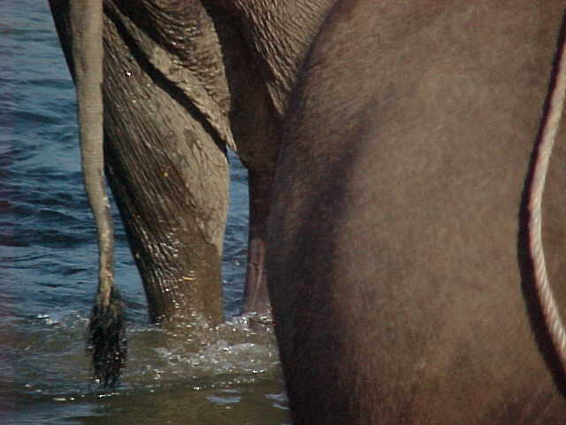 Note the elephant's penis drapping in the water - this is to cool the animal : (It looks like the right leg on the leftmost elephant) (Nepal, The Travel Addicts)