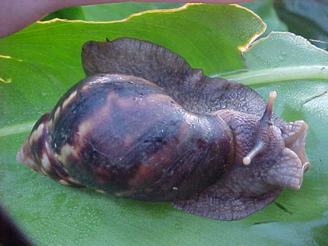 Giant snail (Nepal, The Travel Addicts)