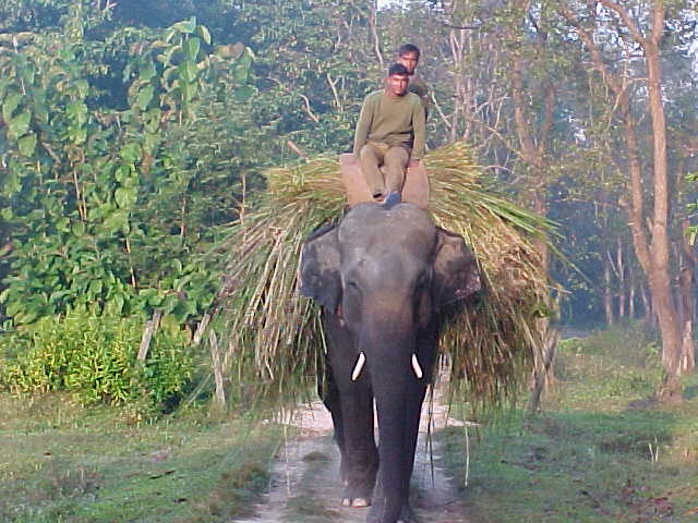 Elephant retrieving his own lunch (Nepal, The Travel Addicts)