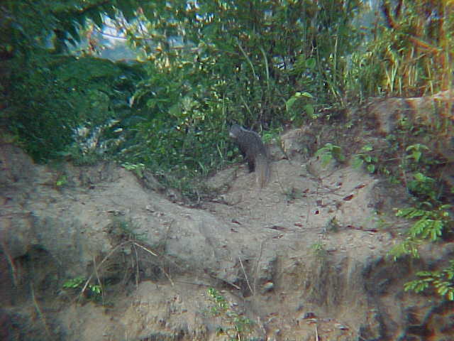 Mongoose (Nepal, The Travel Addicts)