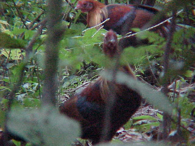 Jungle fowl (Nepal, The Travel Addicts)