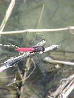 Dragon fly