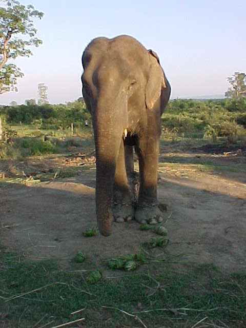 The Toucher : She touched my hand with her trunk (SGK got it on video) (Nepal, The Travel Addicts)