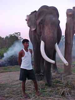 The most fantastic elephant that I've ever seen (Nepal, The Travel Addicts)