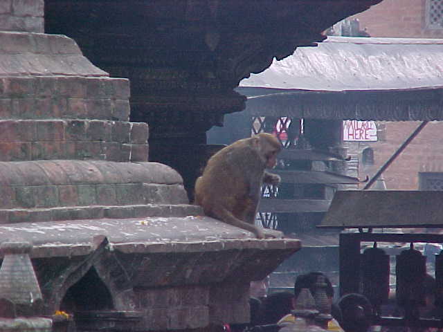 The monkeys that gave the temple it's nickname (Nepal, The Travel Addicts)