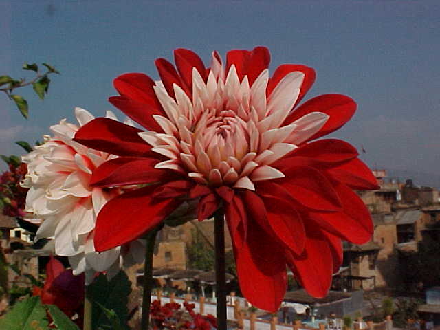 Flower on the rooftop of Pagoda Hotel (Nepal, The Travel Addicts)