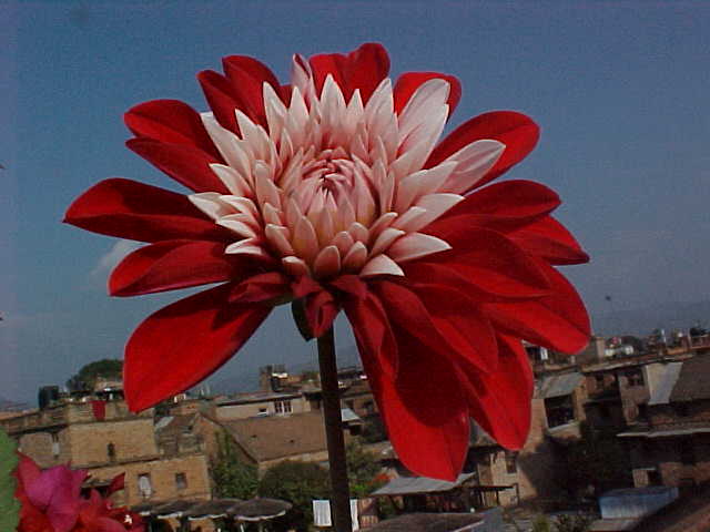 Flower on the rooftop of Pagoda Hotel (Nepal, The Travel Addicts)