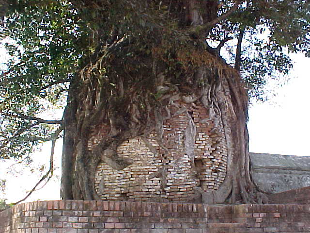 Interesting roots (Nepal, The Travel Addicts)