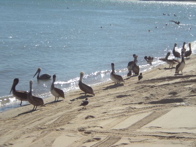 Pelicanos