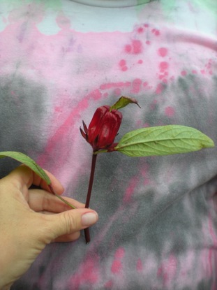 Sorrel - this beautiful flower makes the Jamaican Christmas drink - they boil it with water and it is very sweet - you can add soda water or rum with 